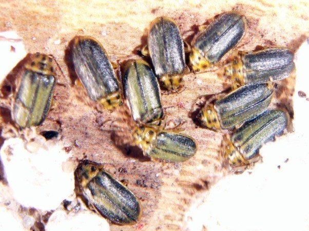 f_Xanthogalerm_bac5852.jpg