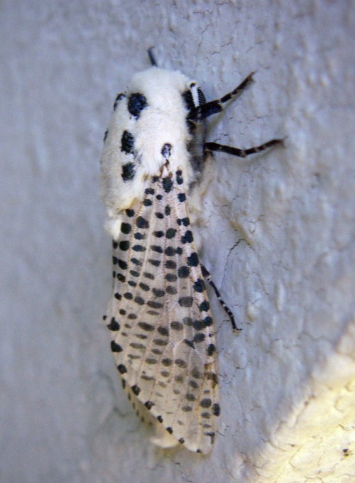 f_Zeuzerapyrim_0d670da.jpg