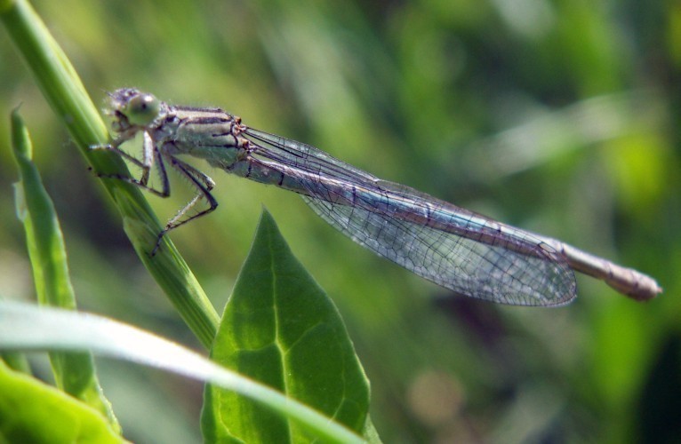 f_Zygopteram_752f3b5.jpg