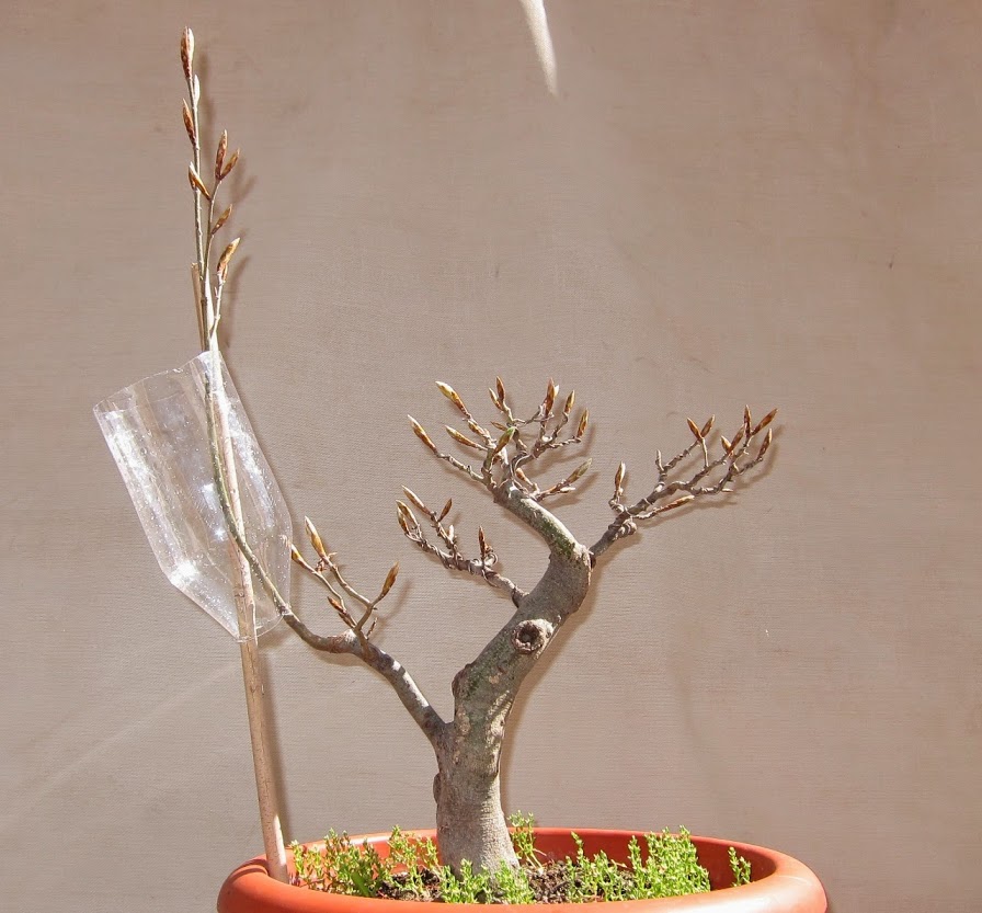 fagus13.jpg