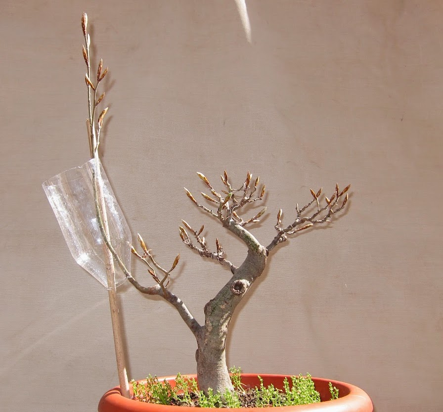 fagus13.jpg