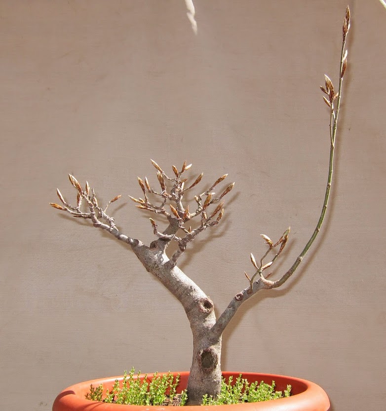 fagus7.jpg