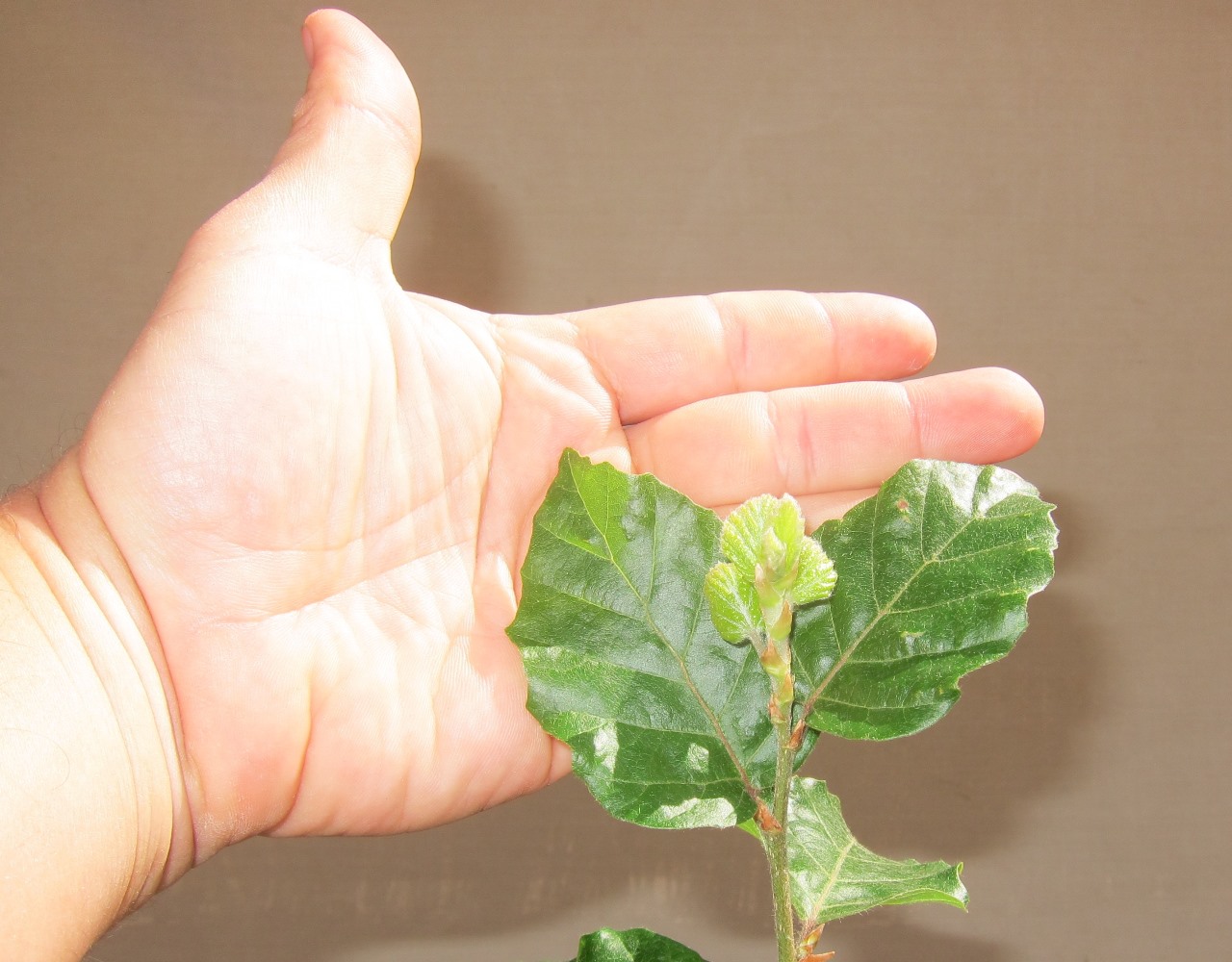 fagus9.jpg