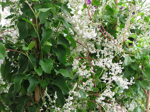 fallopia_aubertii.jpg