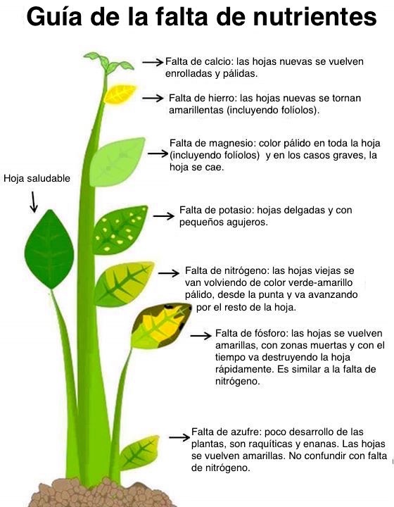 falta_de_nutrientes.jpg