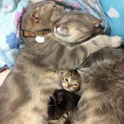 familia+gatitos.jpg