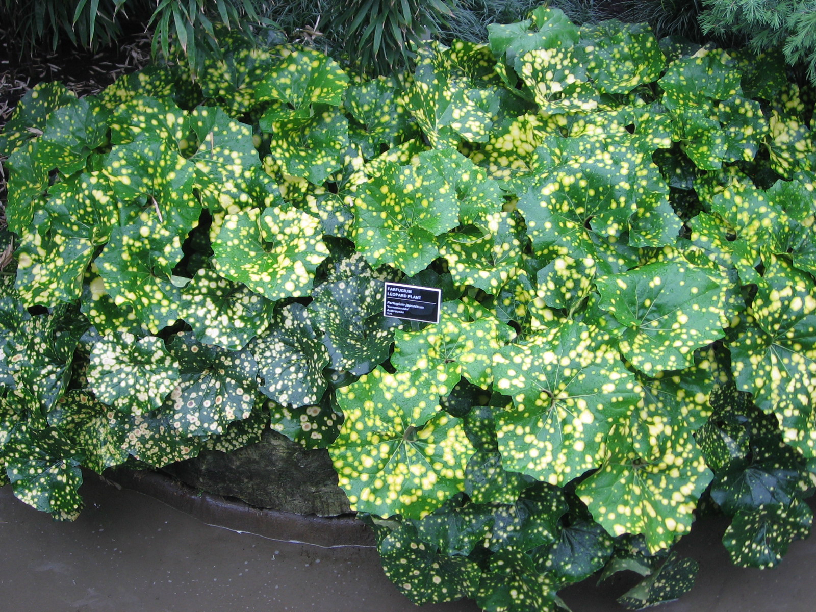 Farfugium_japonicum_-_JBM.jpg