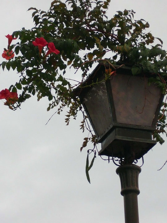 farola-con-regalo-de-un-pajarito.jpg