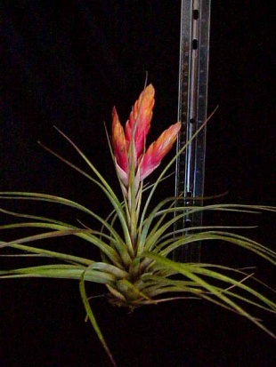 fasciculata%20(multispike).jpg