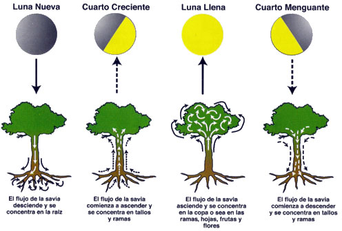 fase%2Blunar%2Ben%2Bplantas.jpg