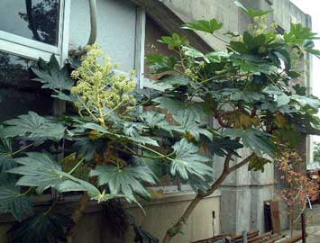 fatsia-japonica.jpg