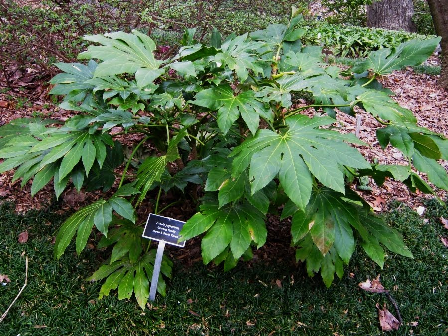 Fatsia+japonica.JPG