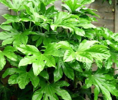 fatsia_japonica_small.jpg
