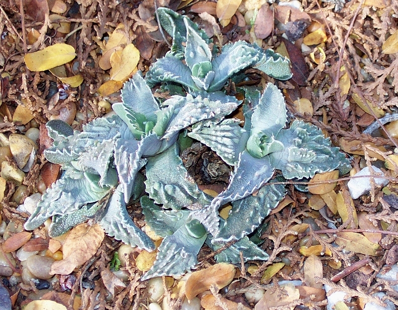 Faucaria%20felina%20ssp%20tuberculosa01.jpg
