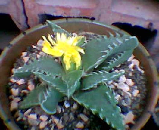 faucaria%20felina.JPG