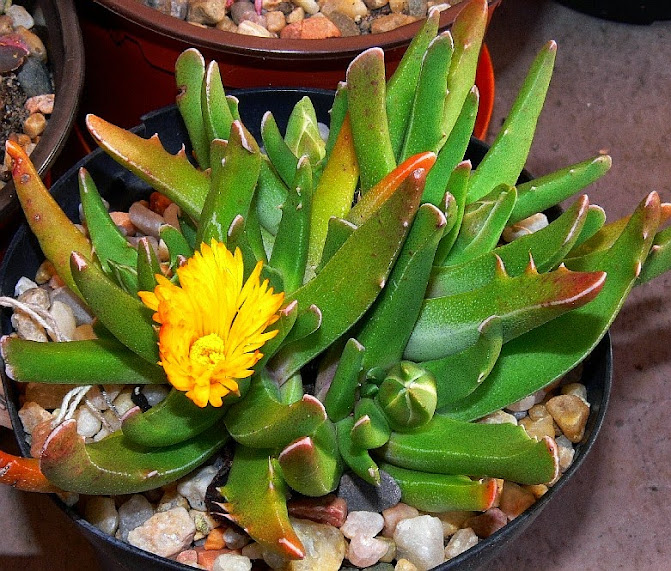 Faucaria%2Bbosscheana%2Bpaucidens.jpg