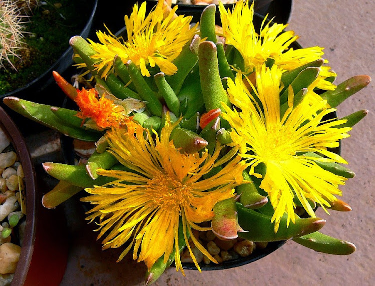 Faucaria%2Bbosscheana%2Bpaucidens1.jpg