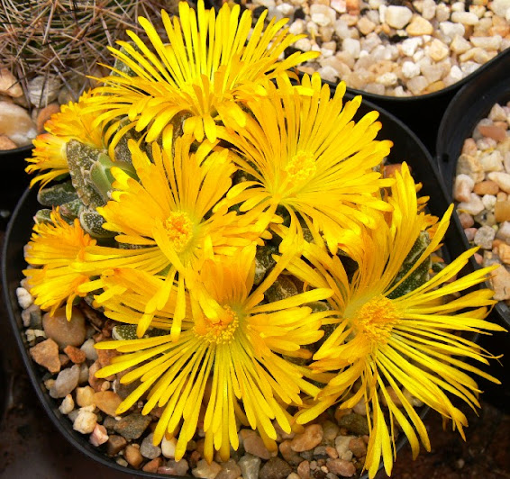 Faucaria%2Bfelina%2Btuberculosa.jpg