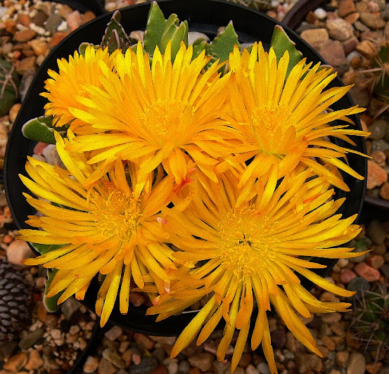 Faucaria%2Bfelina.jpg