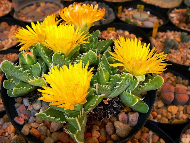 Faucaria%2Bfelina.jpg
