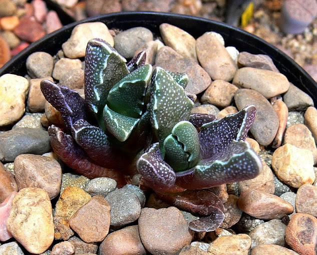 Faucaria%2Bgratiae.jpg