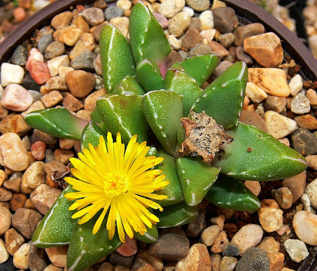 Faucaria%2Bsubintegra.jpg