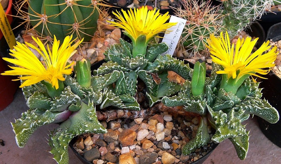Faucaria%2Btuberculosa.jpg