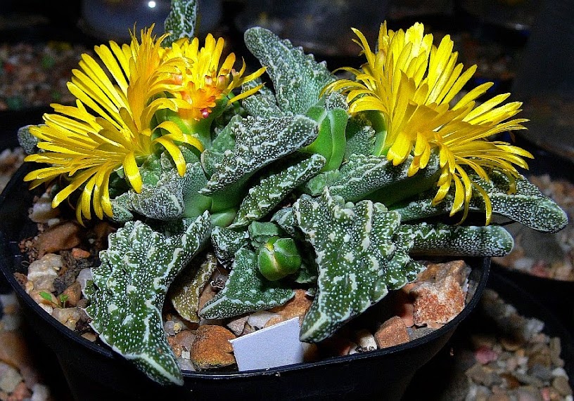 Faucaria%2Btuberculosa2.jpg