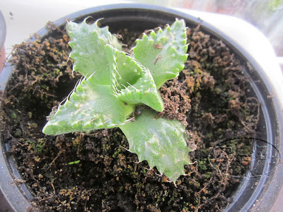 faucaria+tuberculosa+26+septiembre+2011.jpg