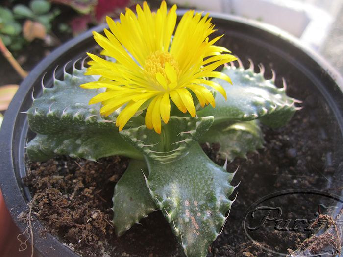 faucaria+tuberculosa+en+flor+%25285%2529.jpg