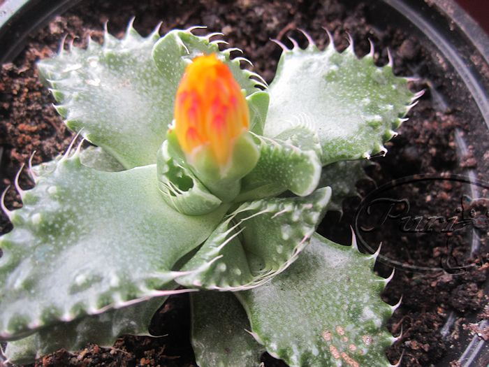 faucaria+tuberculosa+en+flor%25287%2529.jpg