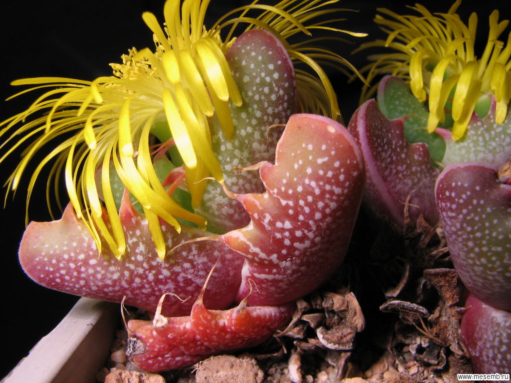 faucaria_tigrina-ellis-1024x786.jpg