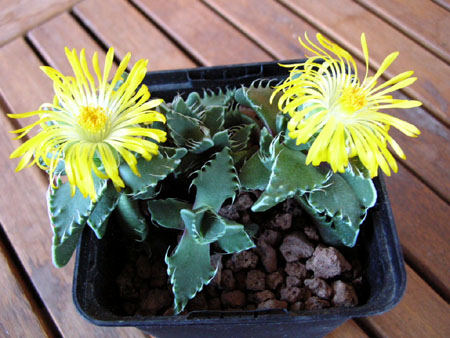 Faucaria_tigrina2.jpg