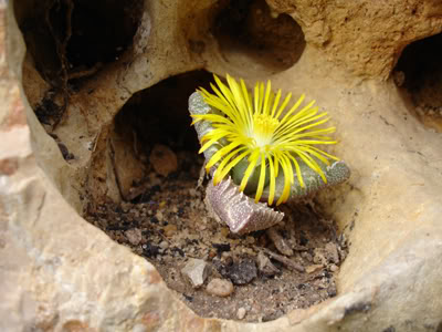 faucariatigrina2algarve12_07.jpg