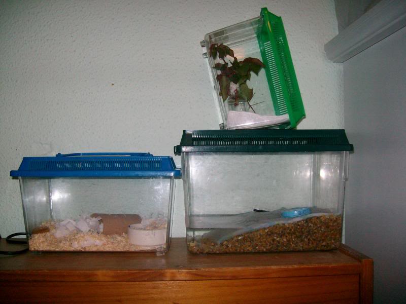 Faunaboxes.jpg