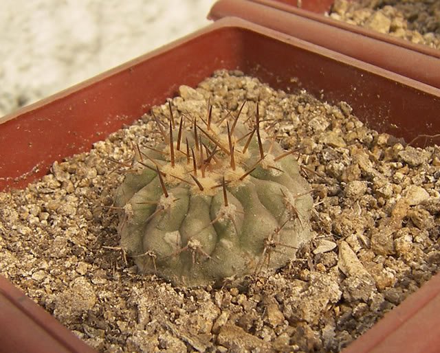 fCgigantea1f.jpg