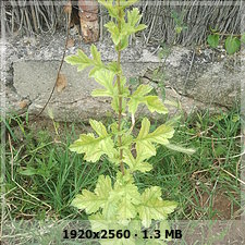 fe4f8fc5a62b45caec3fdbeb215e0ff7o.jpg