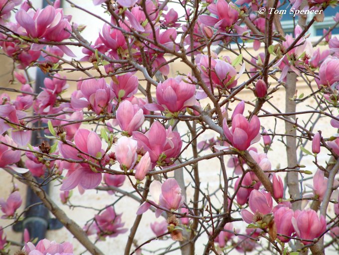 Magnolia para identificar y varias especies y variedades