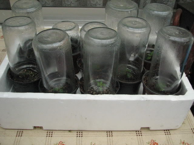 Febrero2008001.jpg
