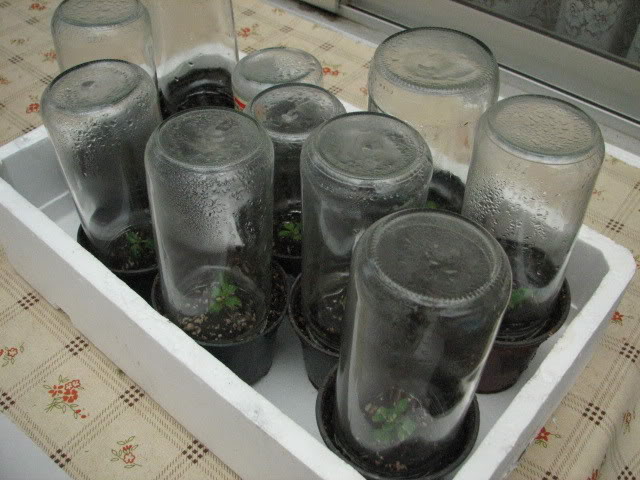 Febrero2008003.jpg