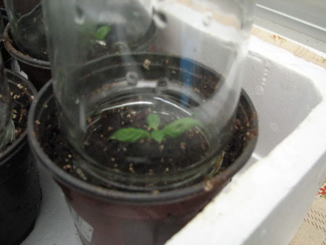 Febrero2008004.jpg
