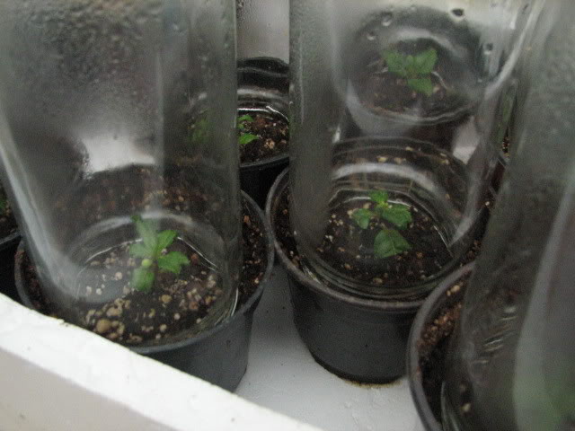 Febrero2008007.jpg