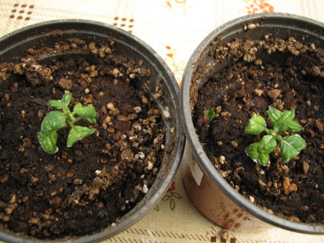 Febrero2008113.jpg