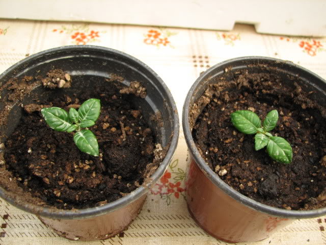 Febrero2008115.jpg