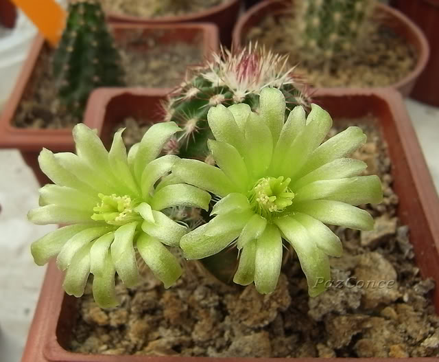 fEchinocereus_viridiflorus3.jpg