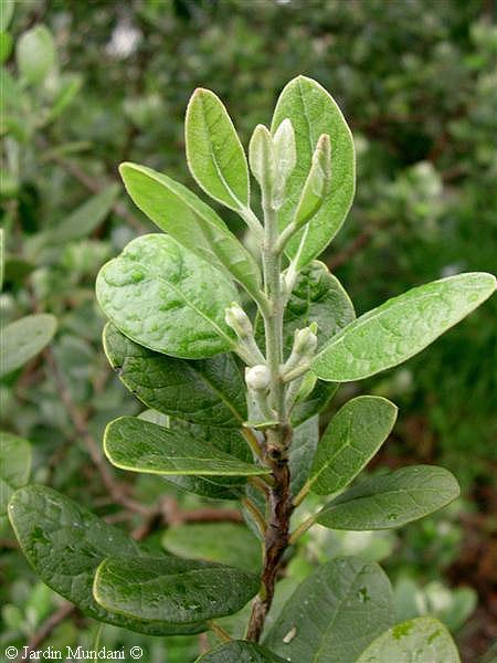 feijoa-brot.jpg