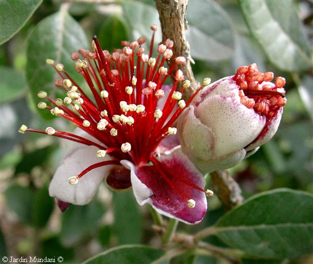 feijoa-flors.jpg