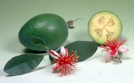 feijoa.jpg