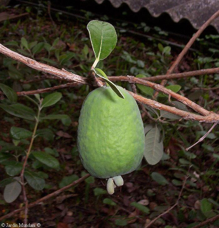 feijoa1.jpg