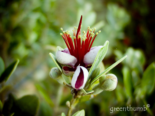 Feijoa_flor.jpg